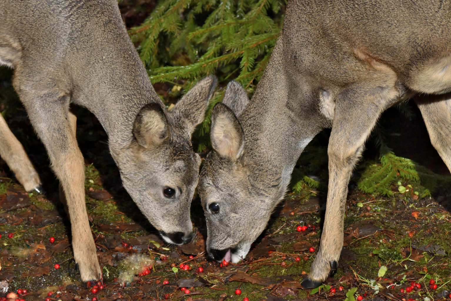 Valokuvaaja: Reijo Juurinen