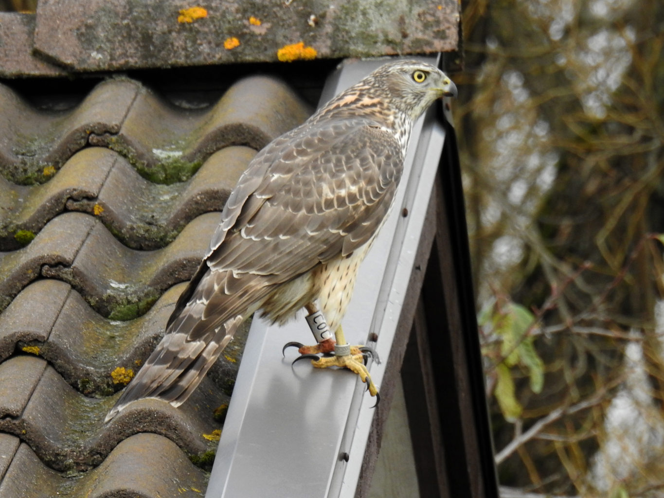 Valokuvaaja: Paavo Siukonen