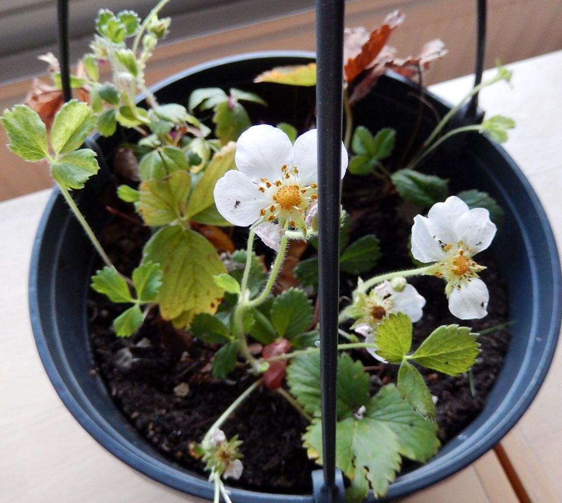 Valokuvaaja: Pirkko Siukonen