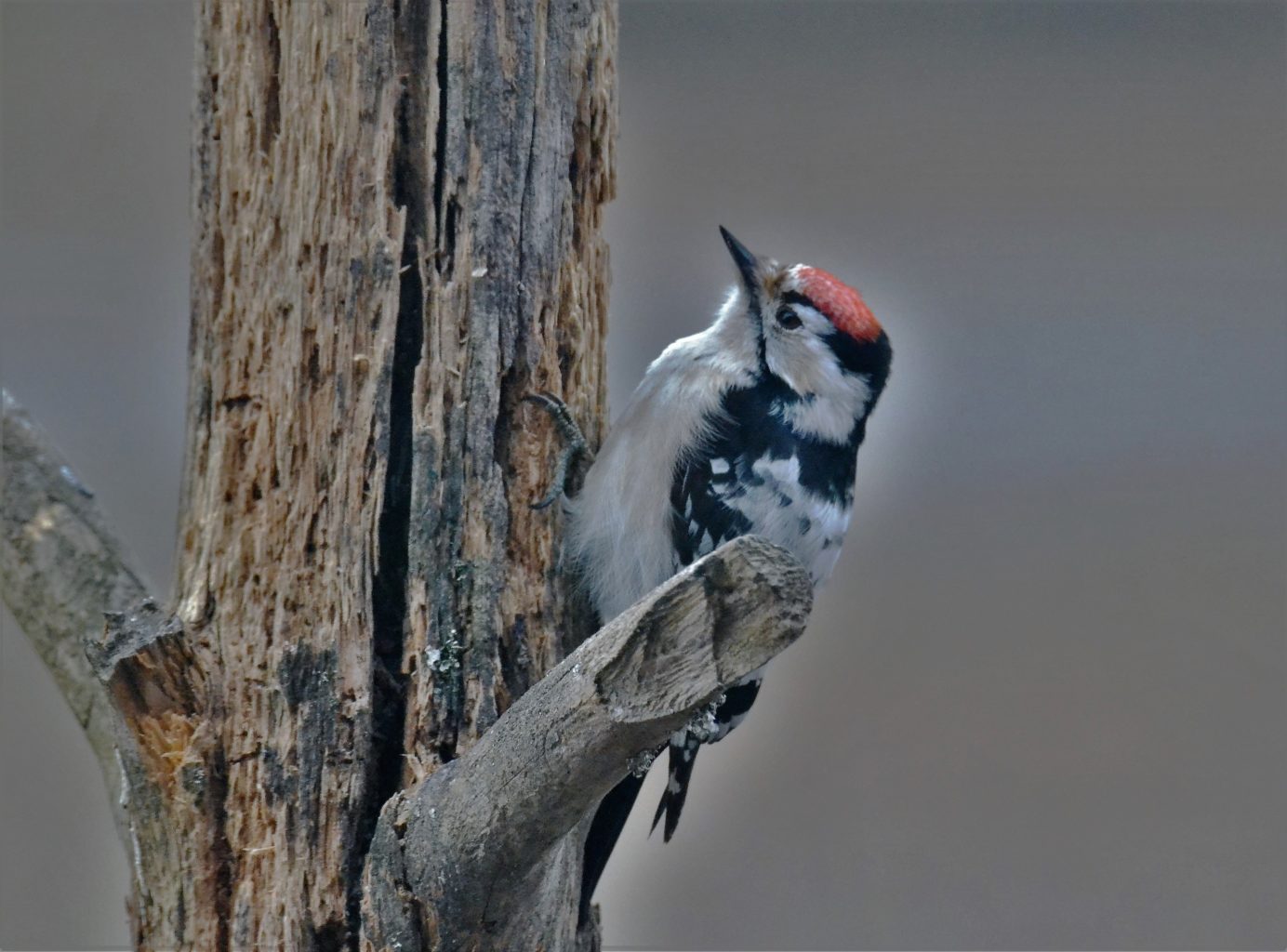 Valokuvaaja: satu välimaa