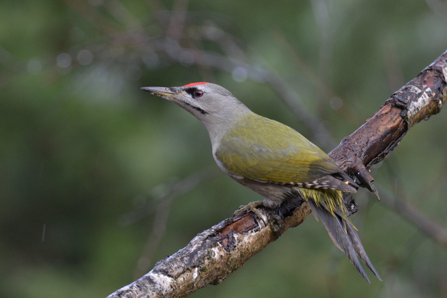 Valokuvaaja: satu välimaa