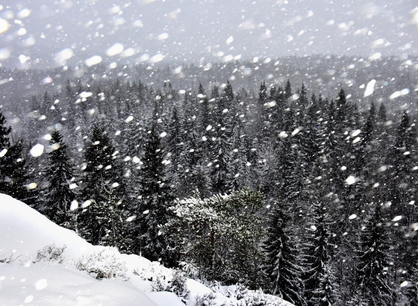 Valokuvaaja: Reijo Juurinen