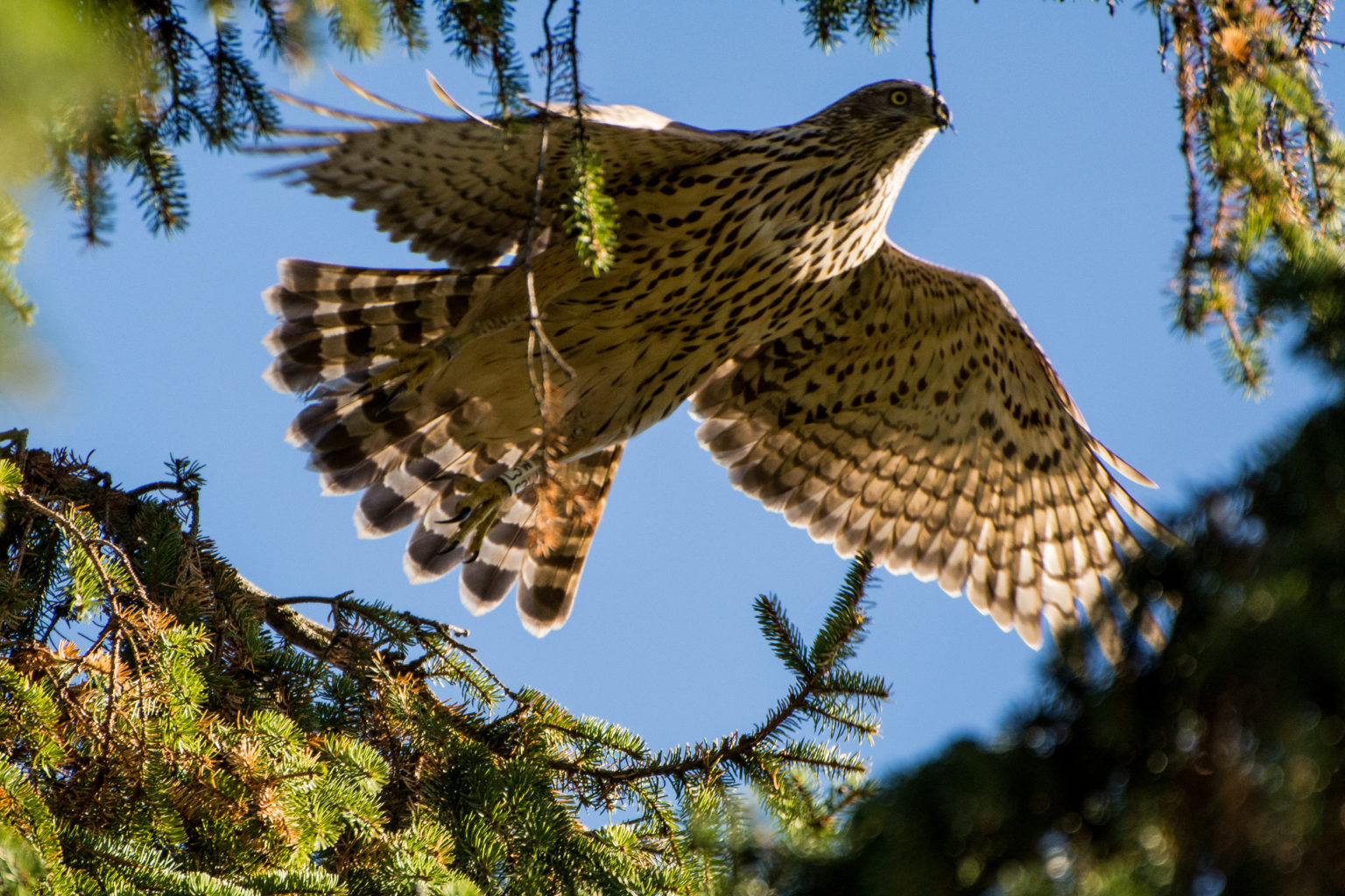 Valokuvaaja: Paavo Siukonen