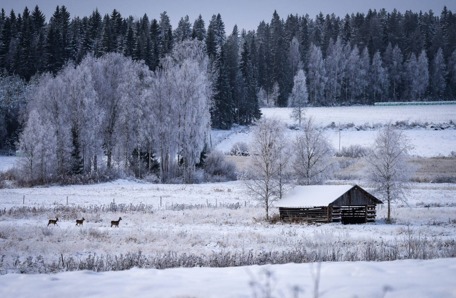 Valokuvaaja: Maija Savolainen