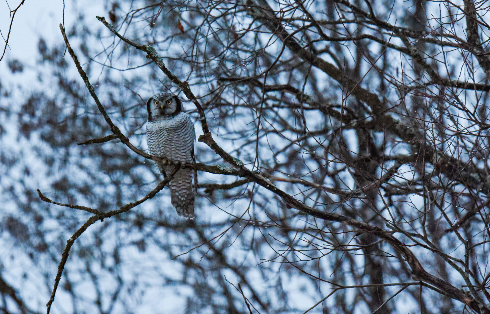 Valokuvaaja: Maija Savolainen