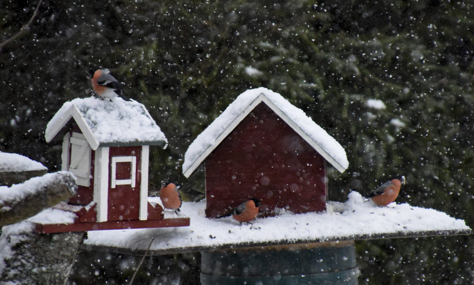 Valokuvaaja: Maija Savolainen
