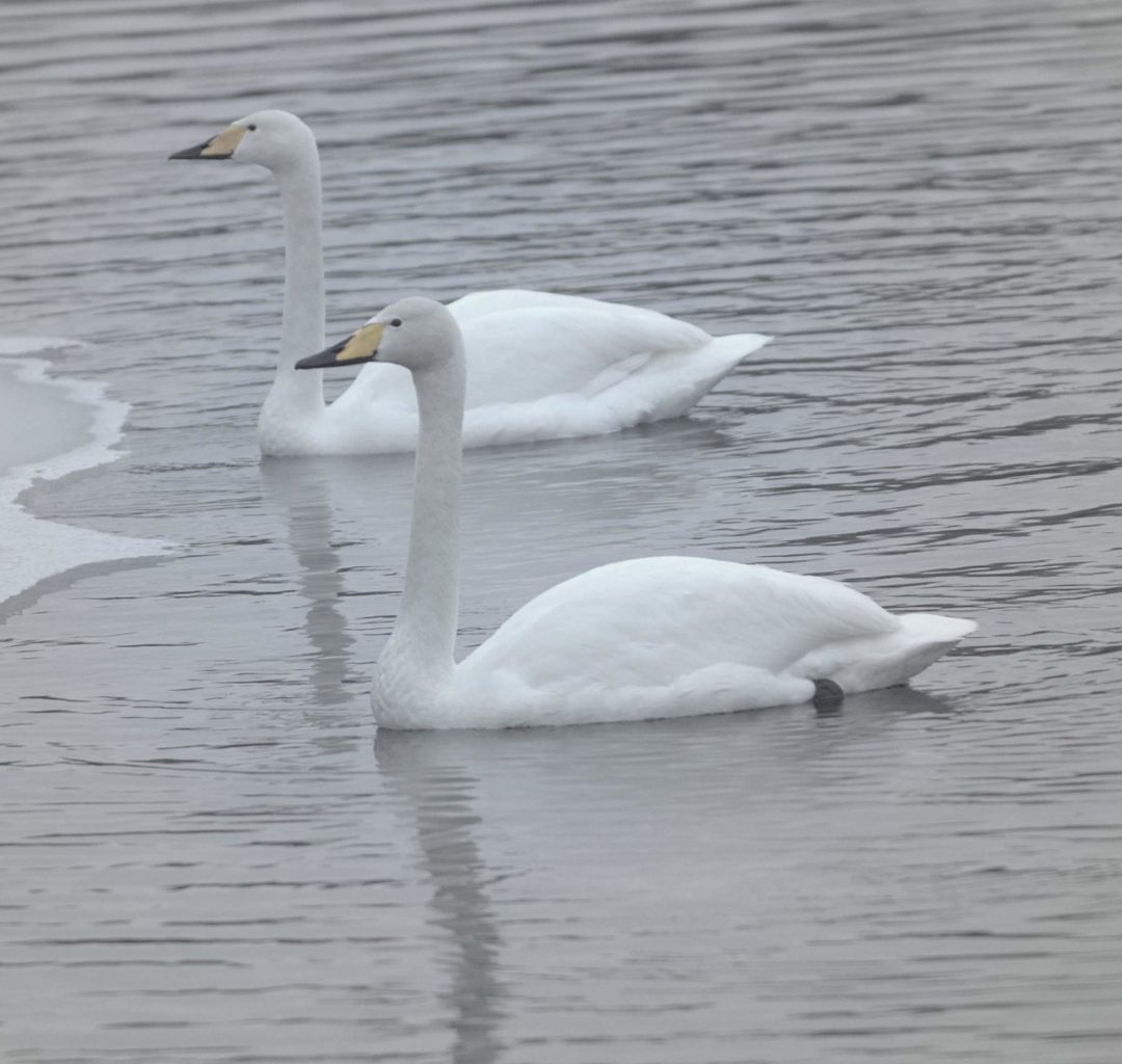 Valokuvaaja: Tapio Keinonen