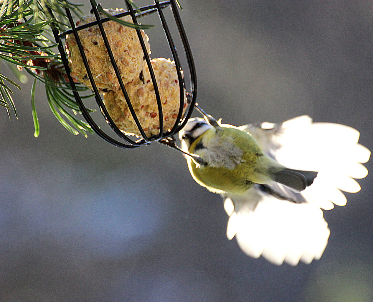 Valokuvaaja: Irja lehtinen Valokuvaaja: Irja lehtinen