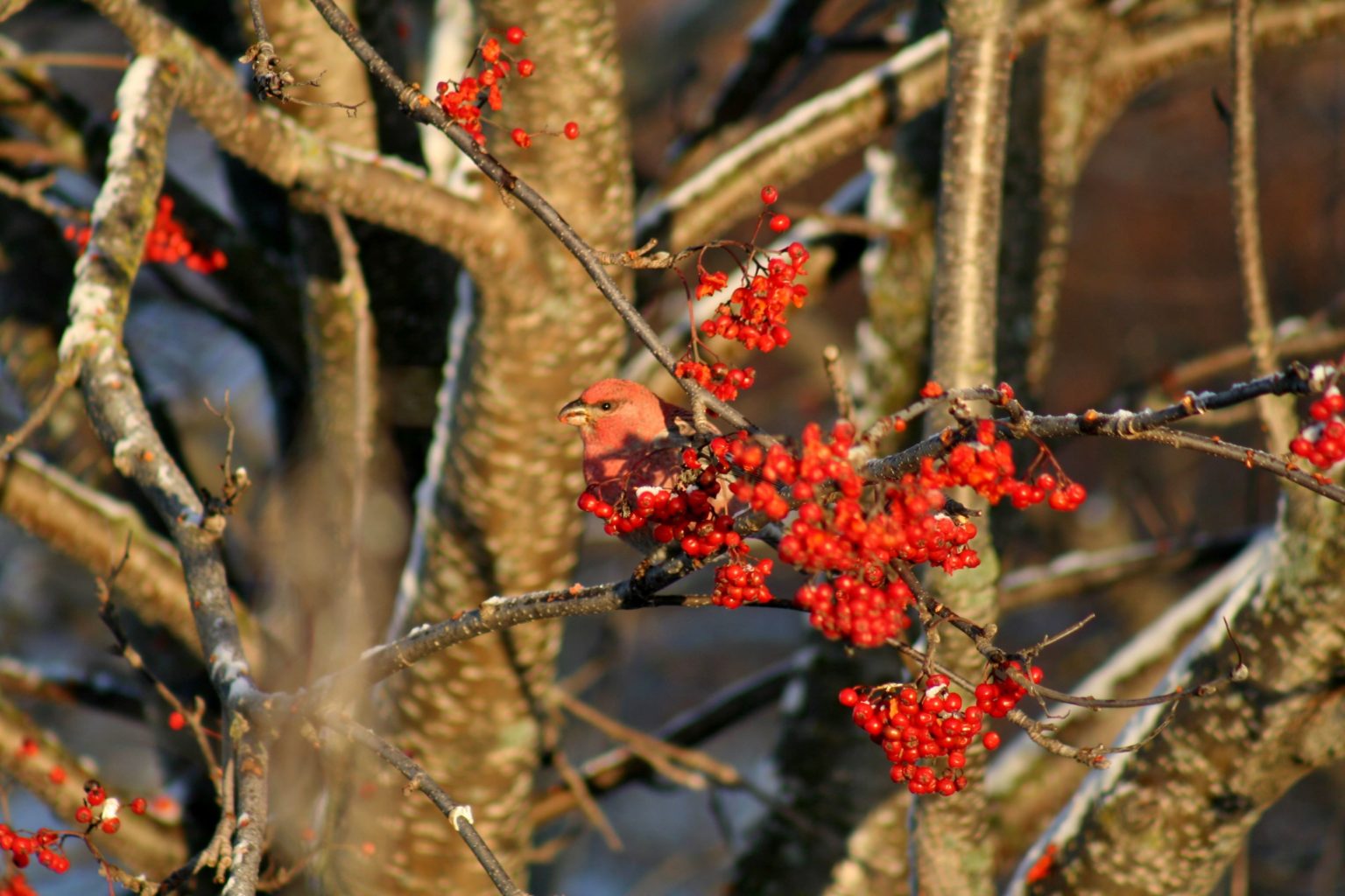 Valokuvaaja: Pirkko Siukonen
