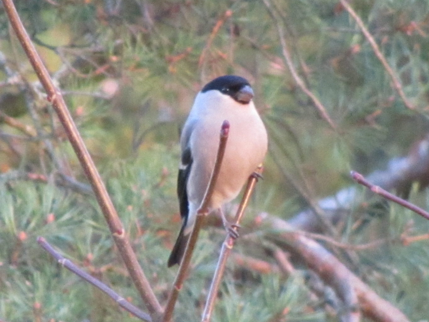 Valokuvaaja: Risto Kangassalo