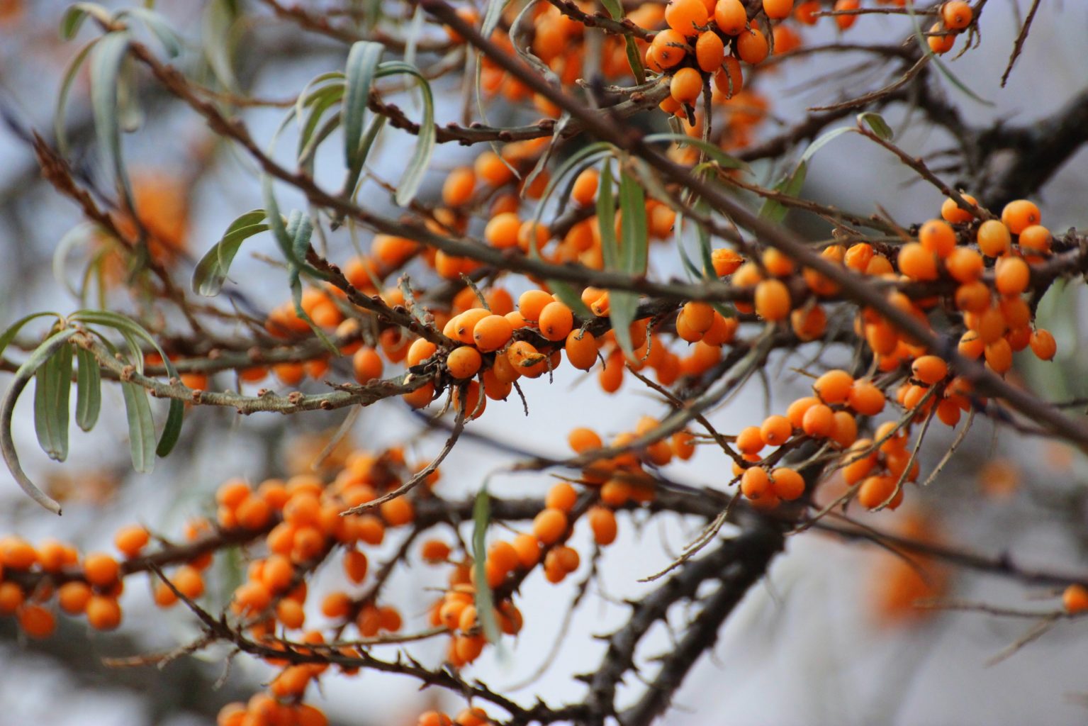 Valokuvaaja: Irja lehtinen