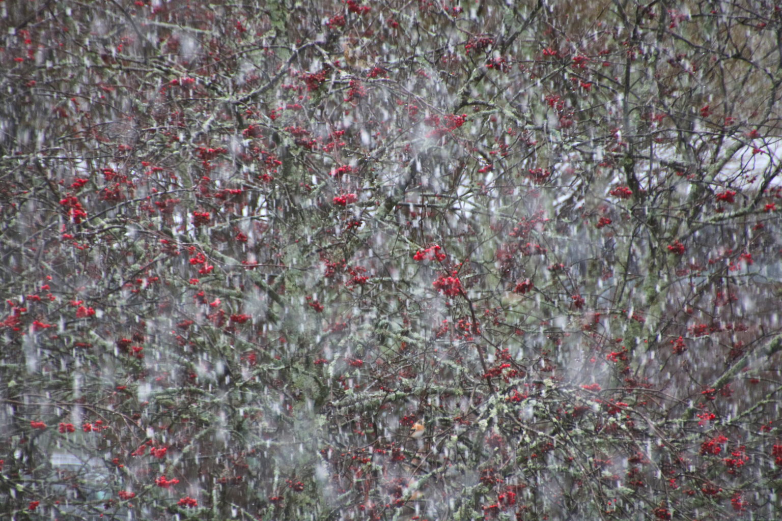 Valokuvaaja: Pirjo Kallio