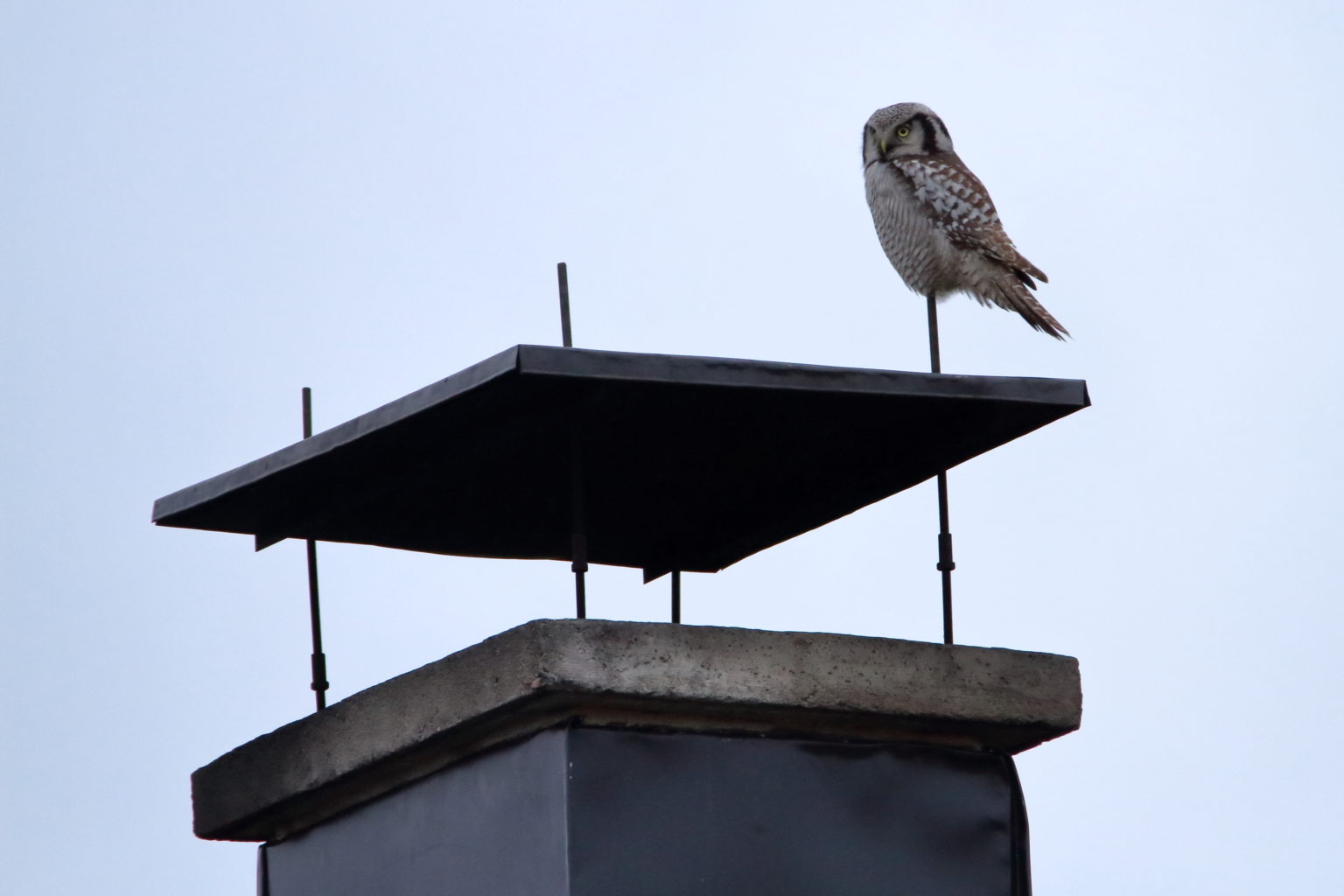 Valokuvaaja: Lasse Kokko