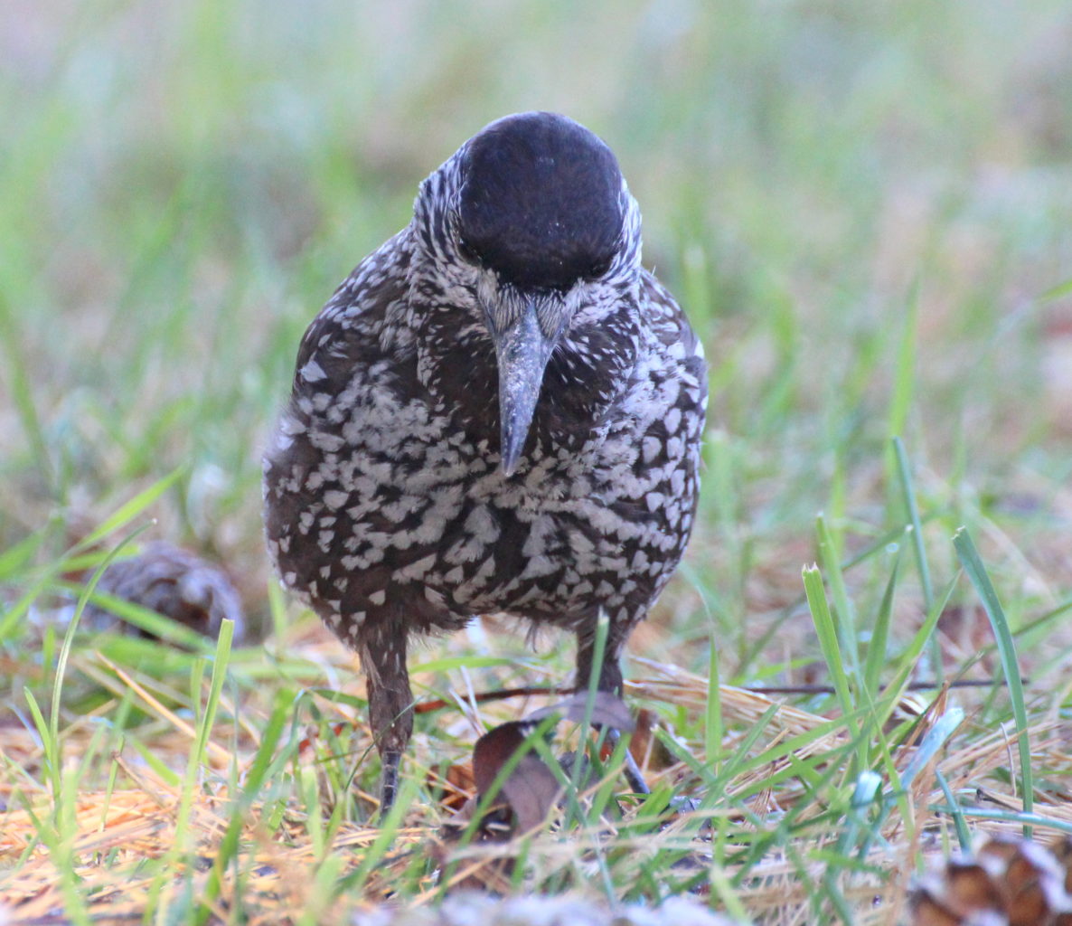 Valokuvaaja: Irja lehtinen