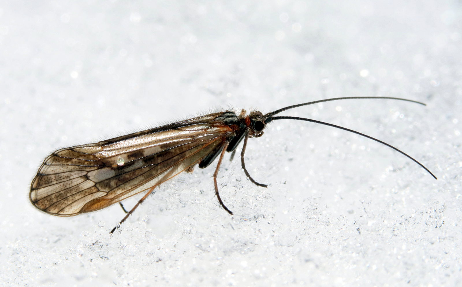 Valokuvaaja: hannu rasiranta