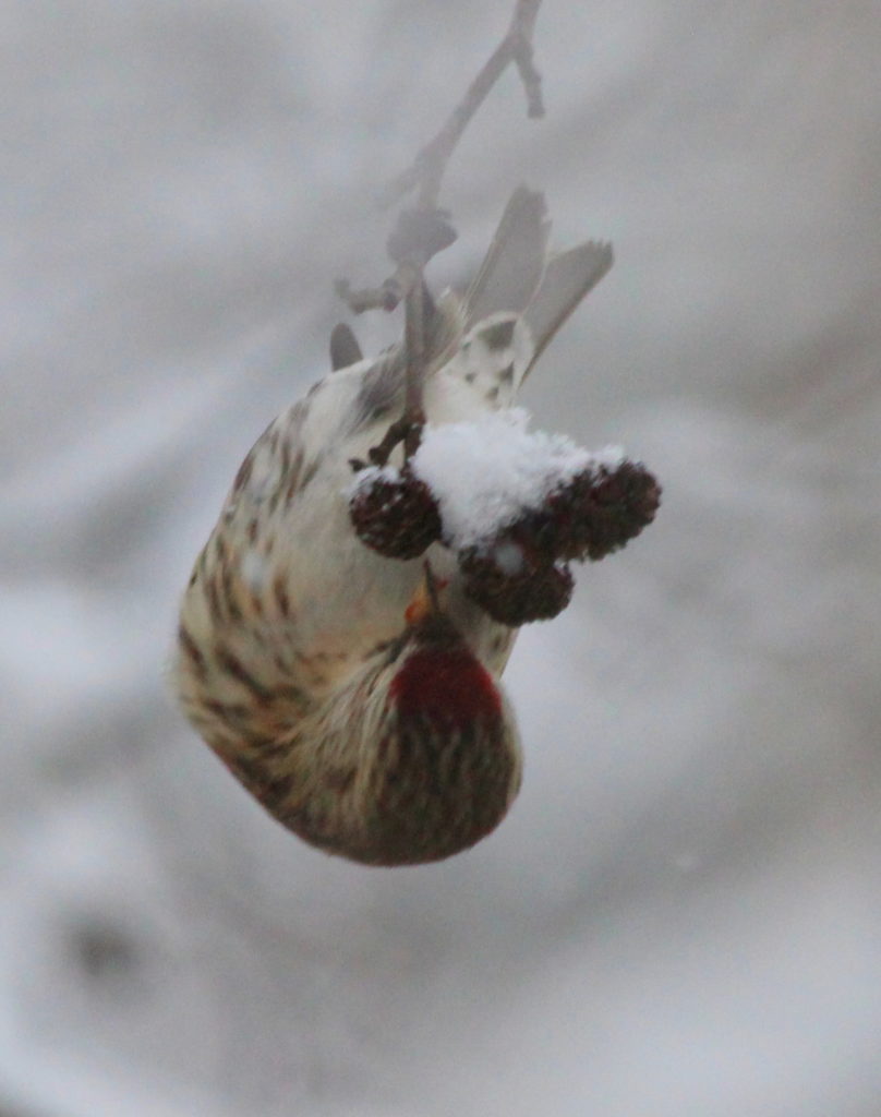 Valokuvaaja: Raija Kokkola Valokuvaaja: Raija Kokkola