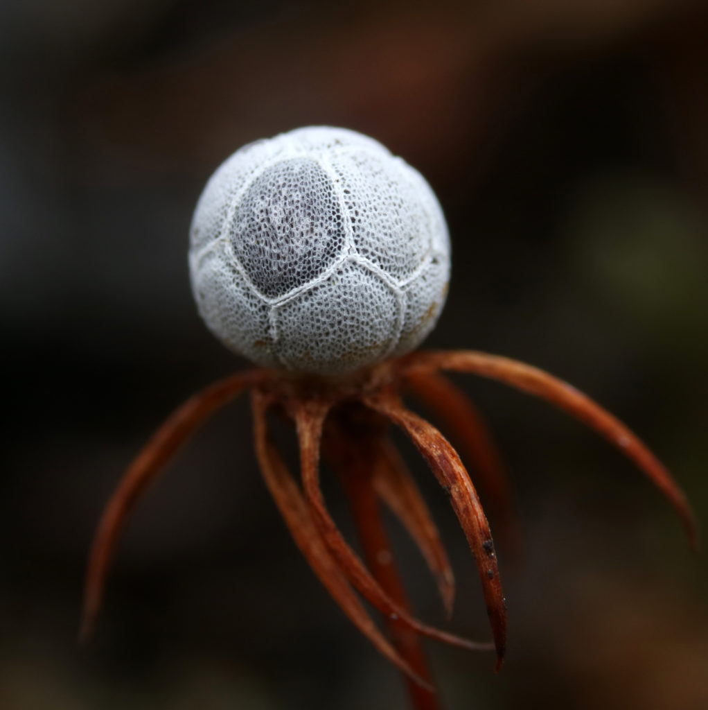 Valokuvaaja: hannu rasiranta