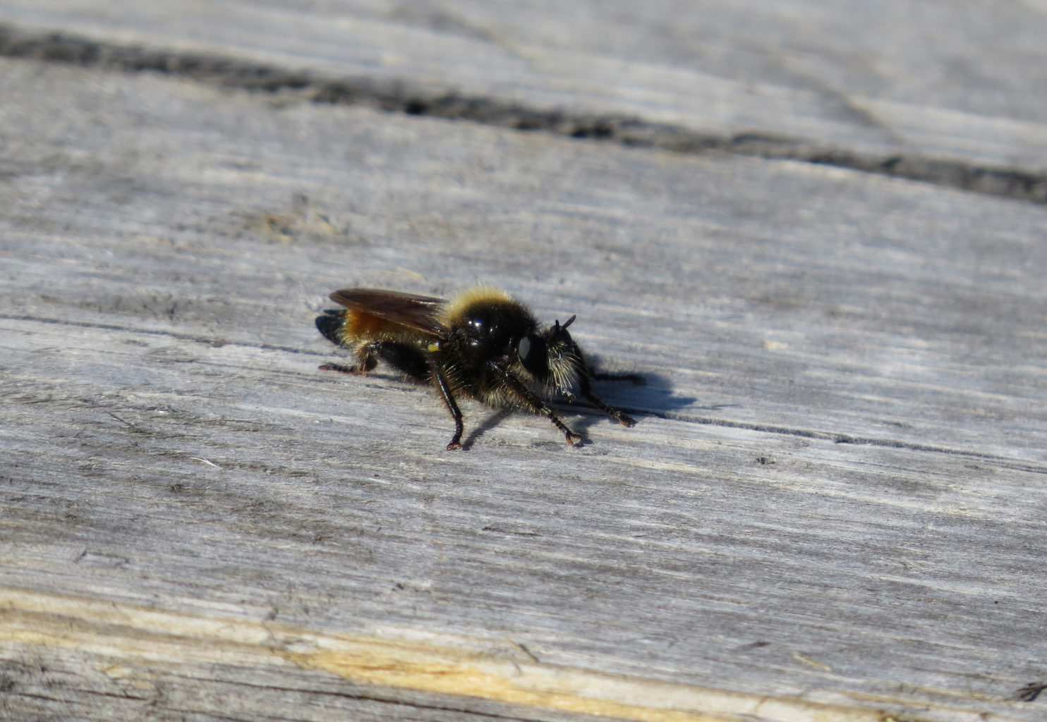 Valokuvaaja: Pentti Halonen Valokuvaaja: Pentti Halonen