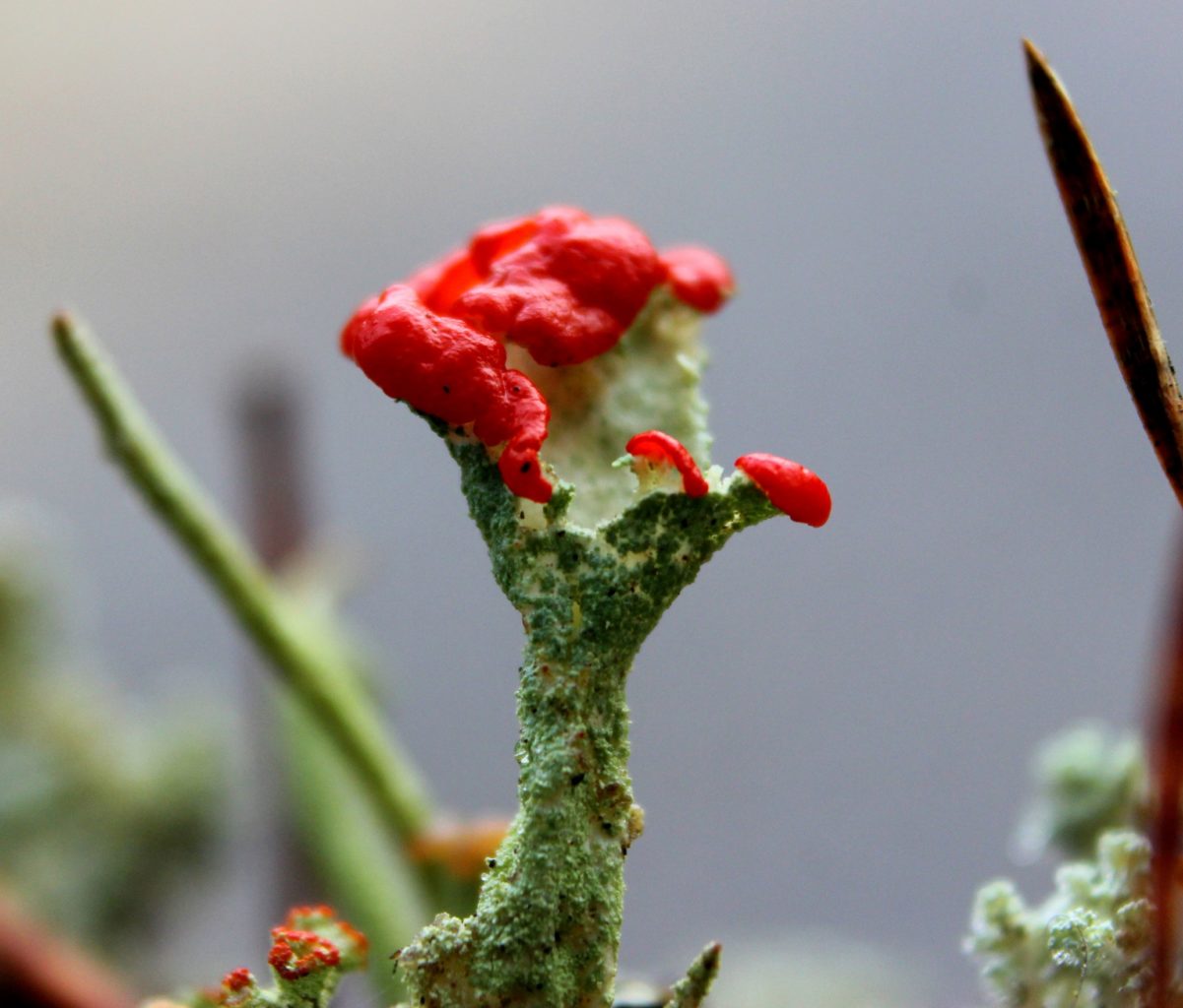 Valokuvaaja: Irja Lehtinen