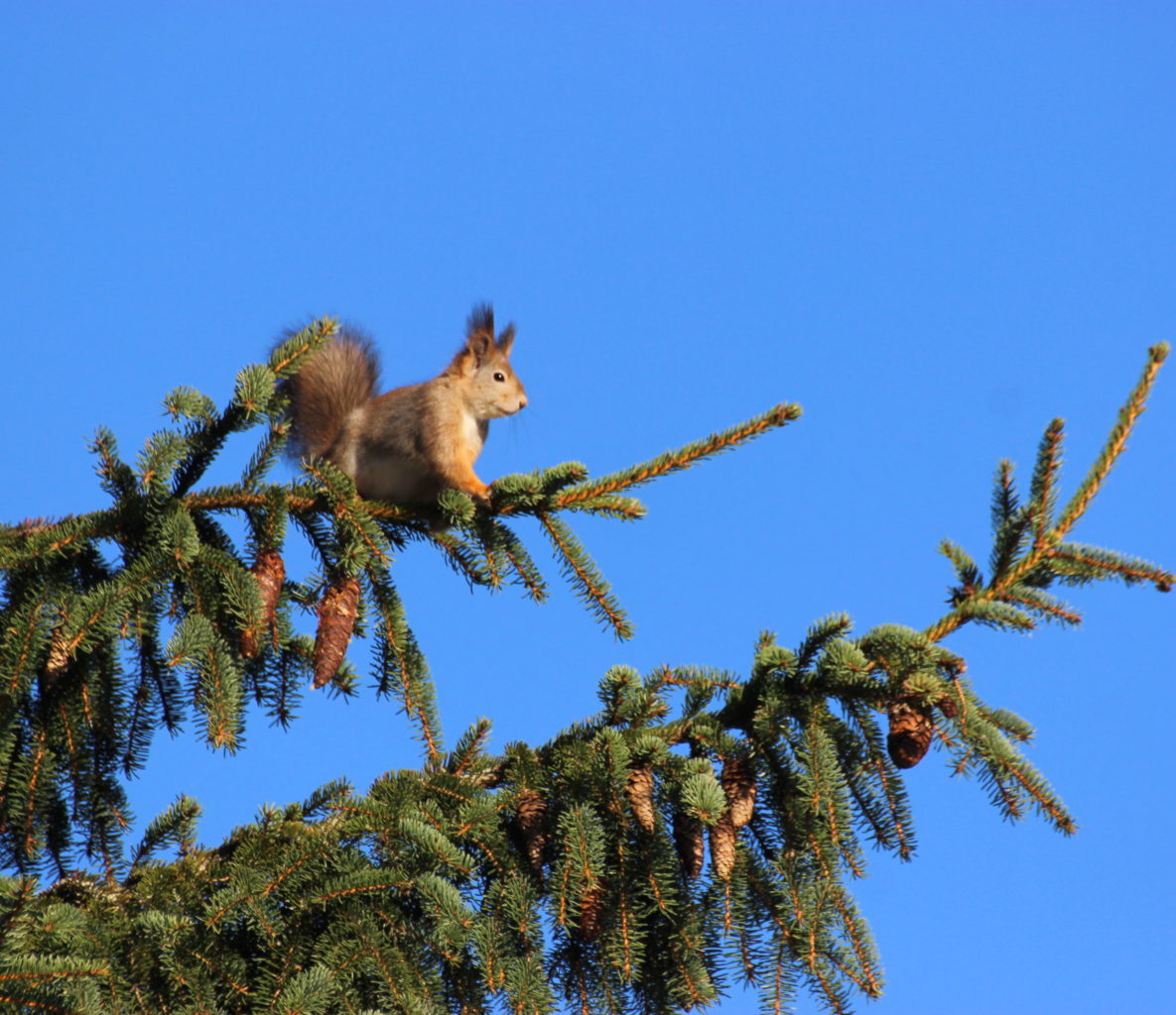 Valokuvaaja: Irja Lehtinen