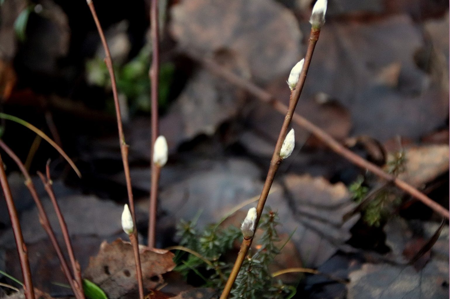 Valokuvaaja: Sirpa Jyske