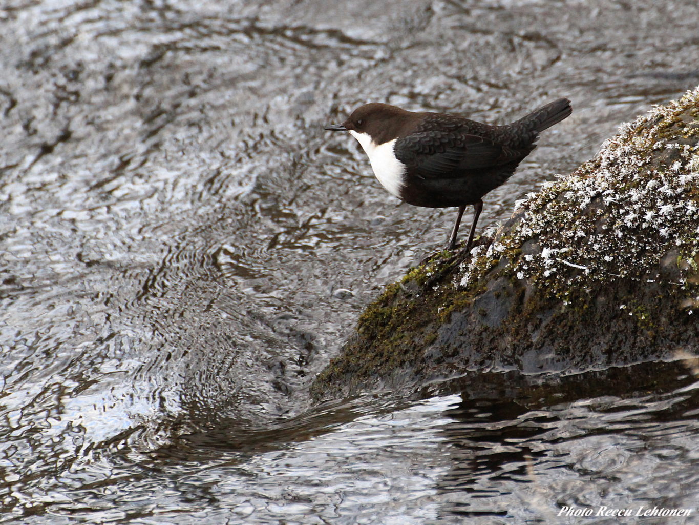 Valokuvaaja: Reijo Lehtonen