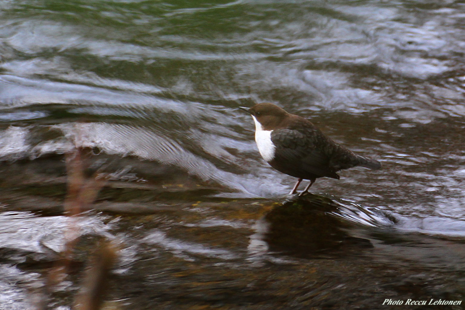 Valokuvaaja: Reijo Lehtonen