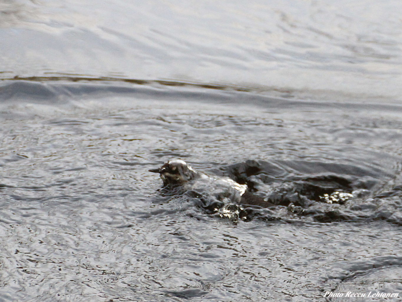 Valokuvaaja: Reijo Lehtonen