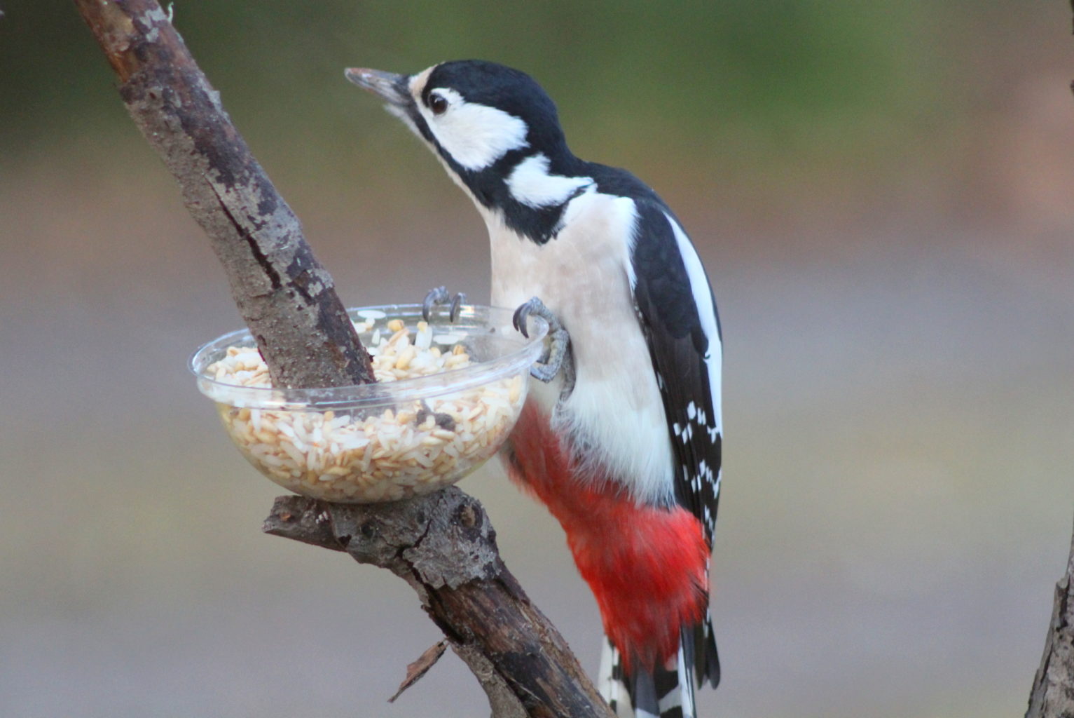 Valokuvaaja: Kalle Asikainen