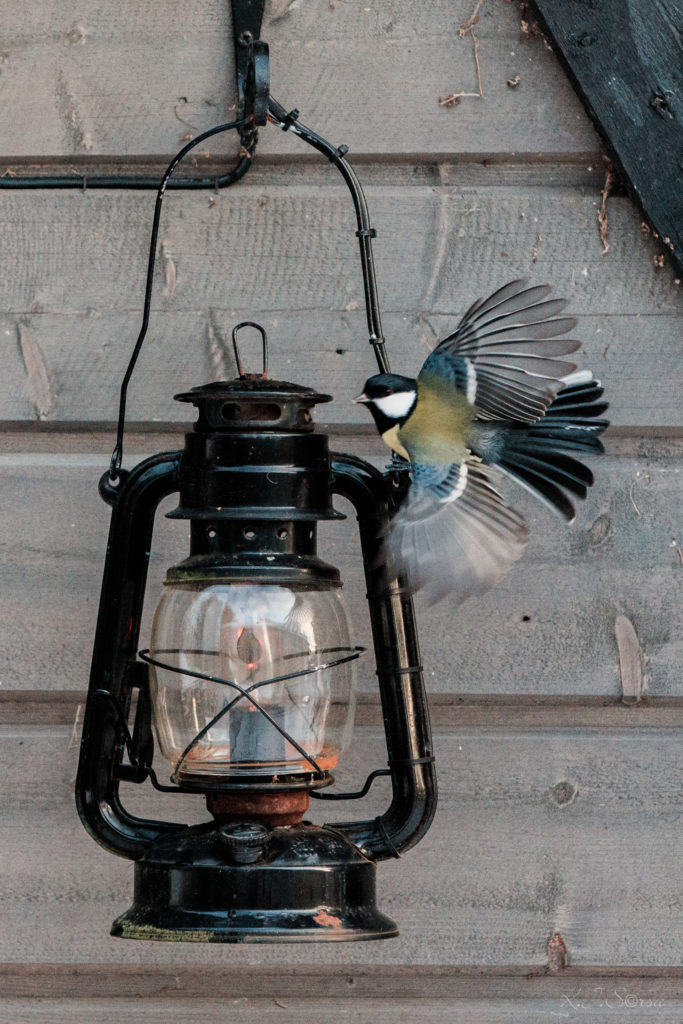 Valokuvaaja: Kyösti Sorsa