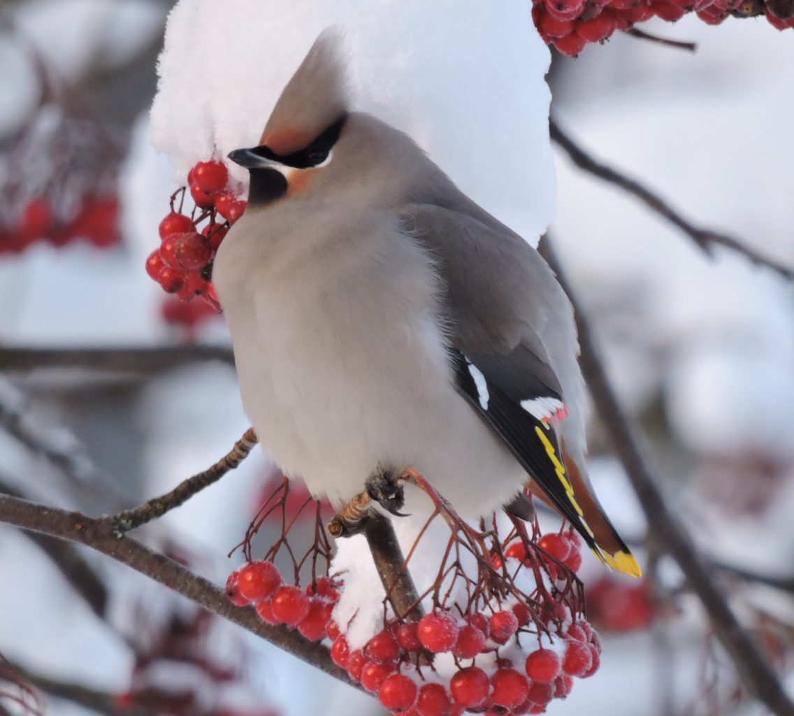 Valokuvaaja: Annikki Kärkkäinen