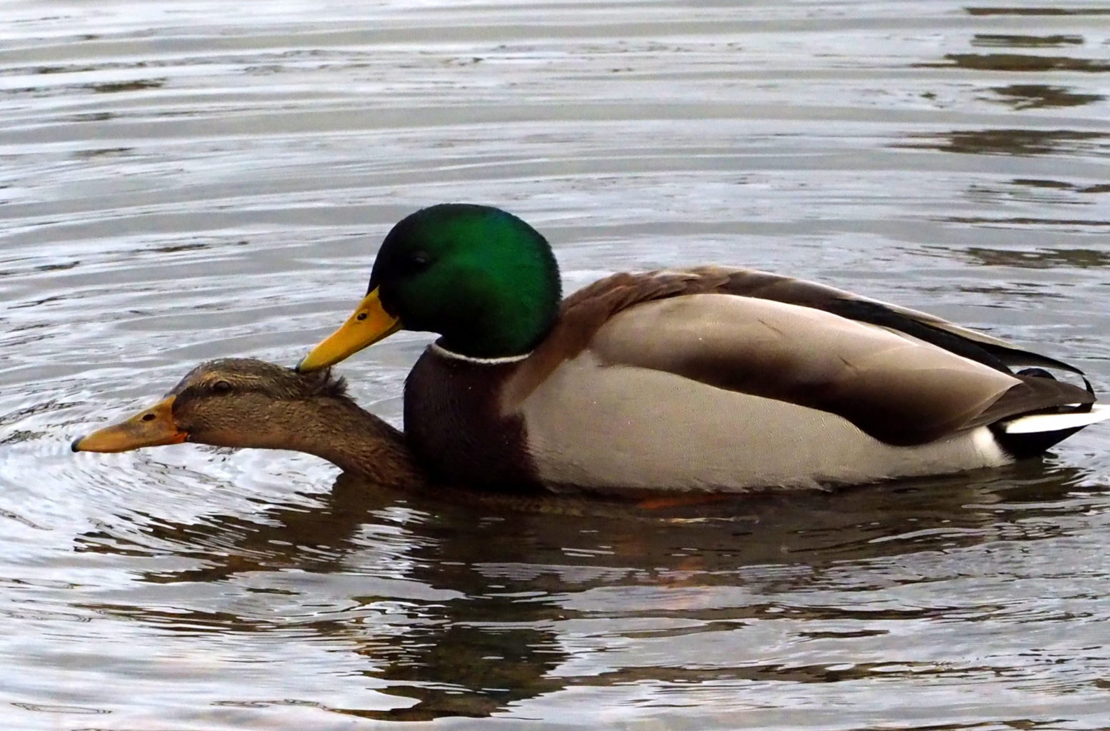 Valokuvaaja: Pirjo Nyman