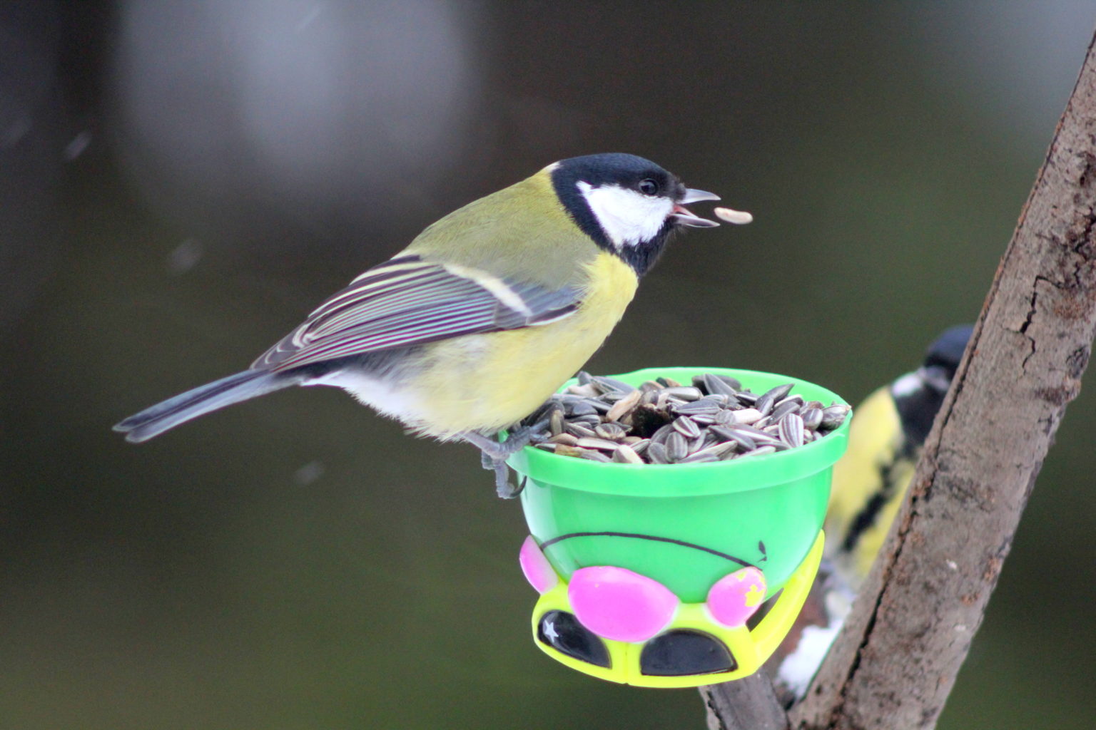 Valokuvaaja: Kalle Asikainen
