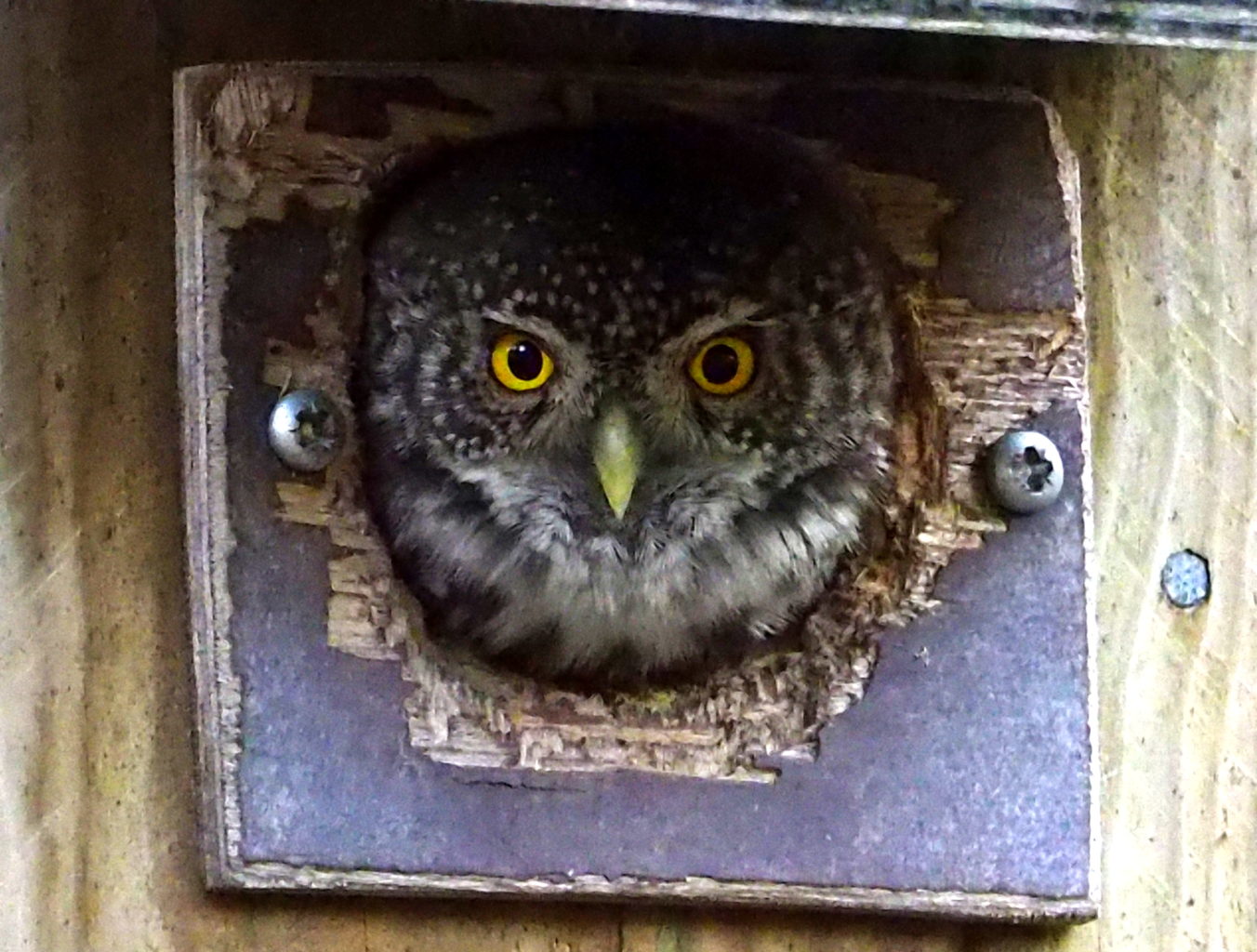 Valokuvaaja: Pirjo Nyman