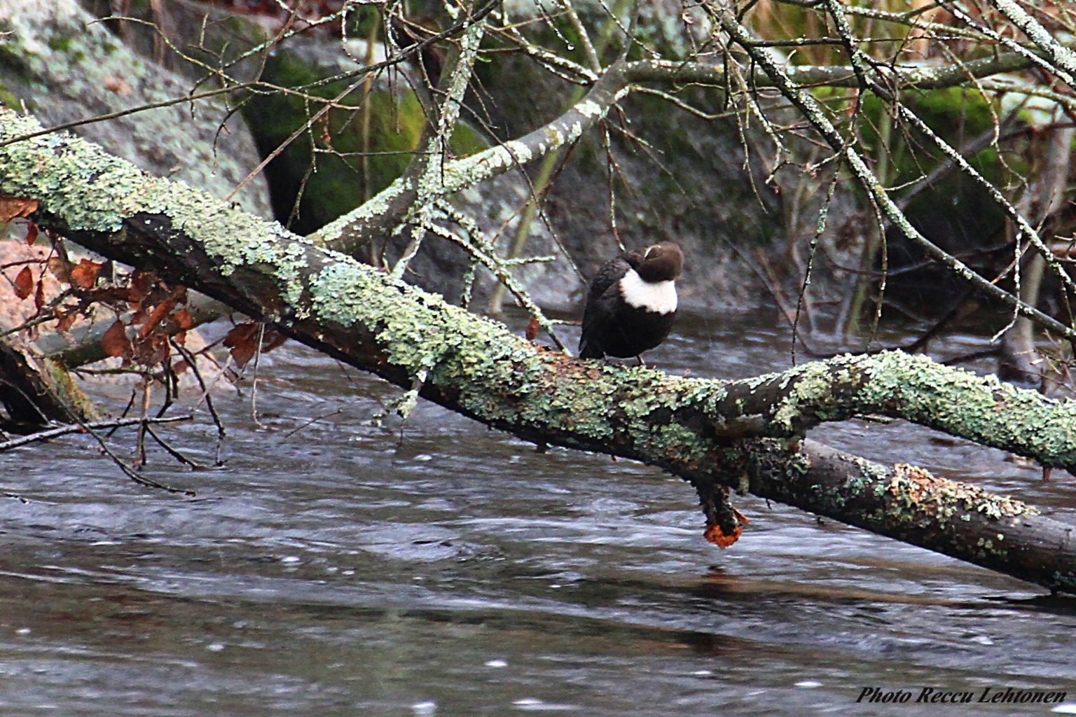 Valokuvaaja: Reijo Lehtonen