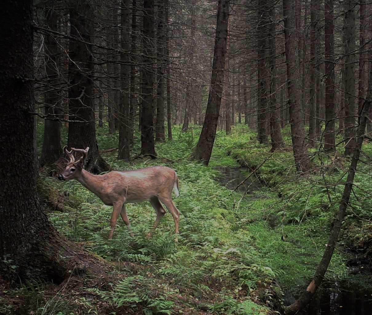Valokuvaaja: Jenni Merilä