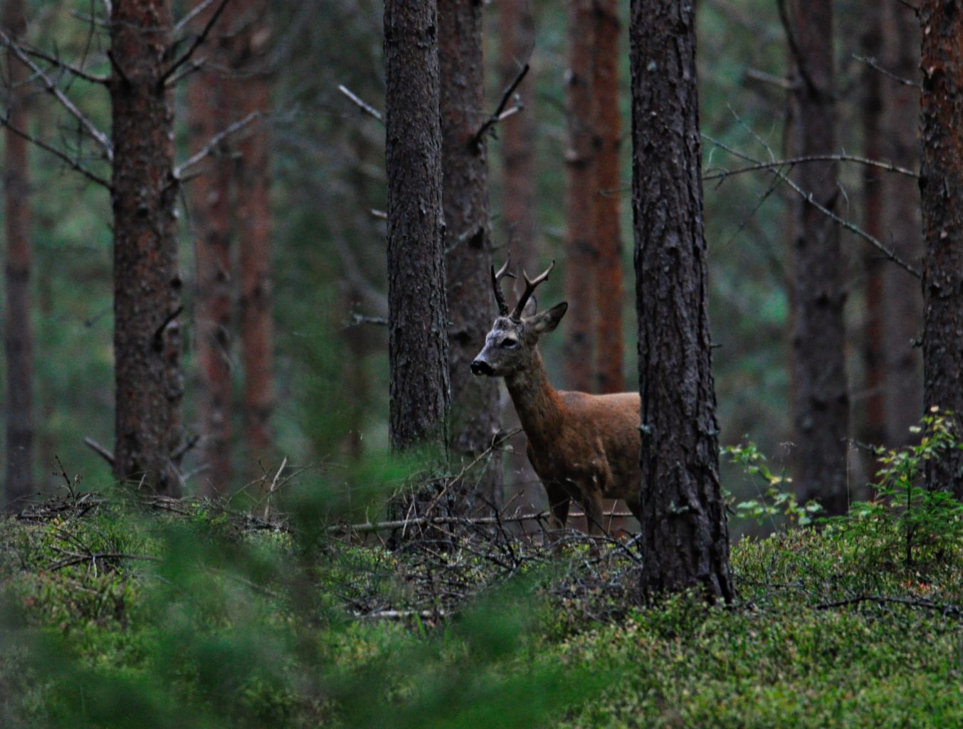 Valokuvaaja: jenni Merilä
