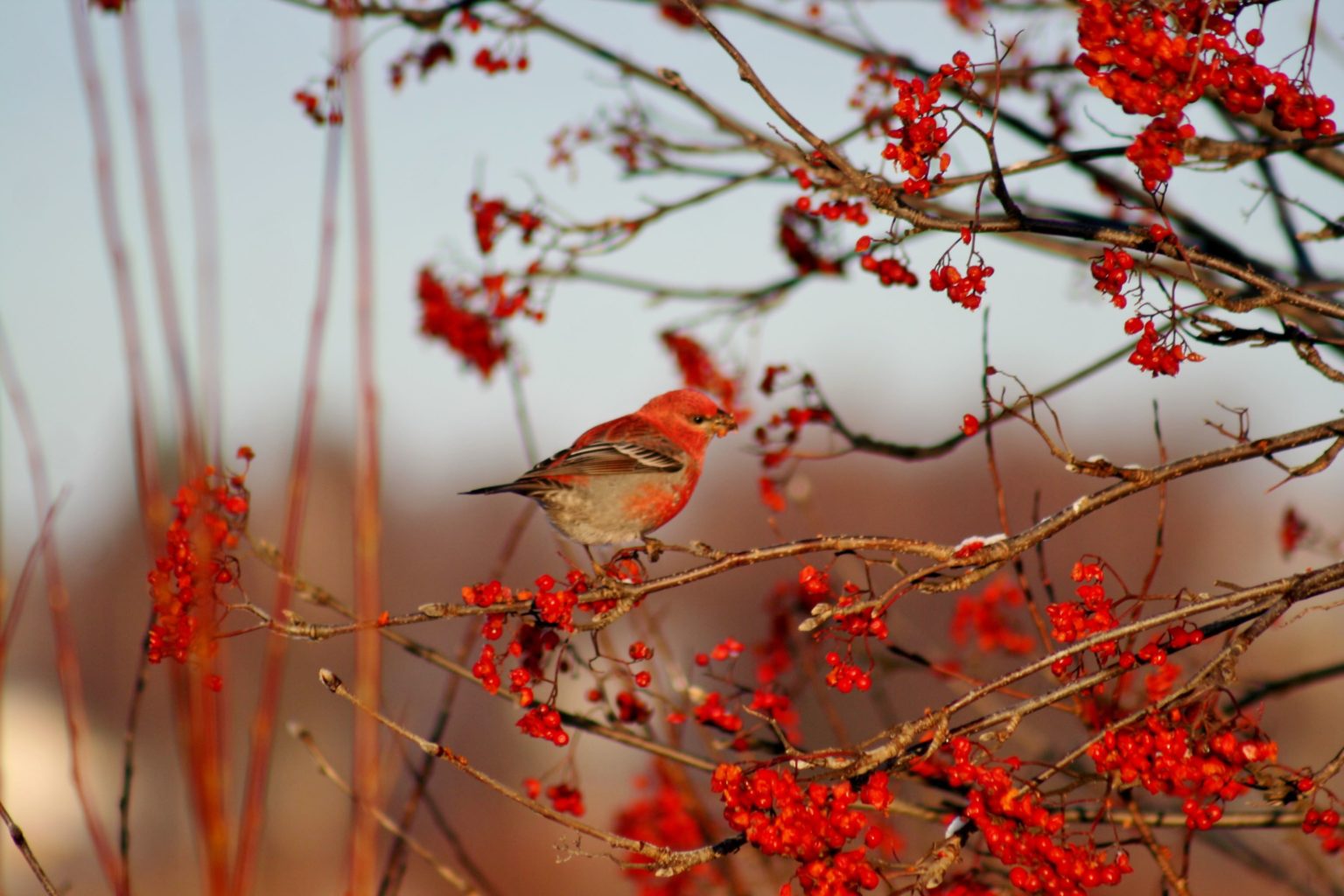 Valokuvaaja: Pirkko Siukonen Valokuvaaja: Pirkko Siukonen
