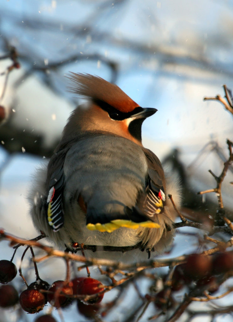 Valokuvaaja: Jukka Vaittinen Valokuvaaja: Jukka Vaittinen