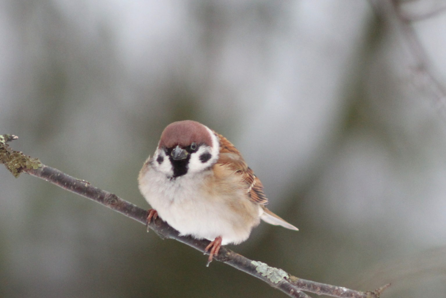 Valokuvaaja: Kalle Asikainen