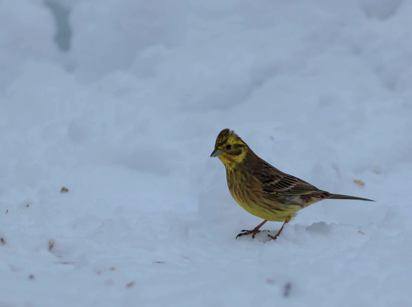 Valokuvaaja: Irma Kortekallio