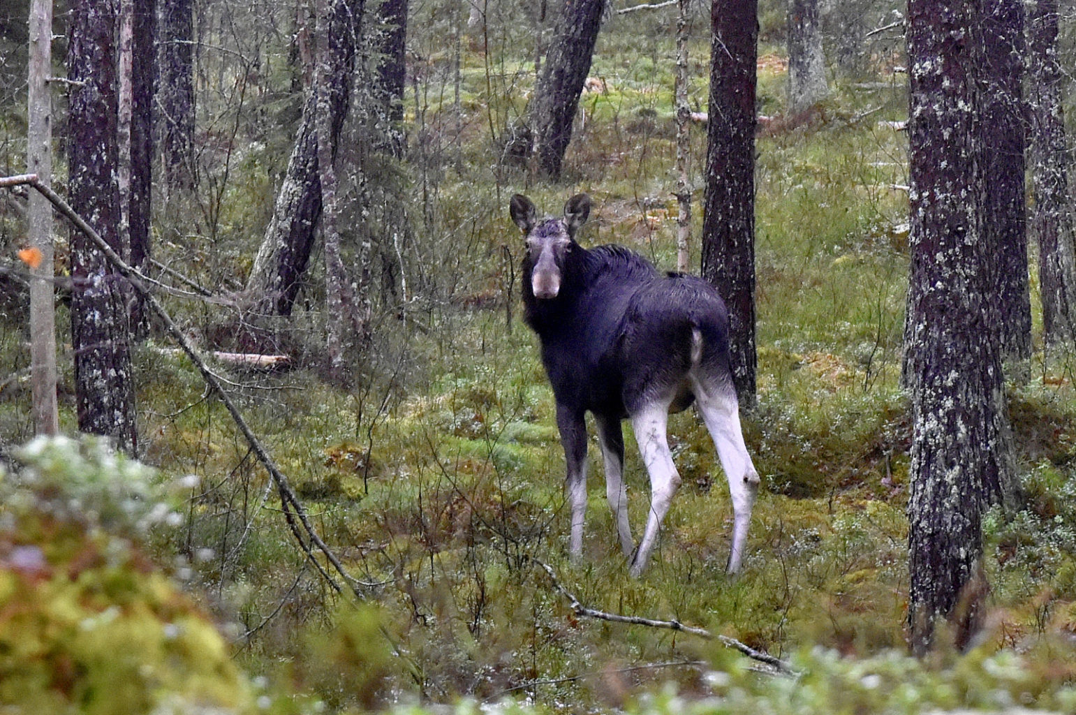 Valokuvaaja: Reijo Juurinen