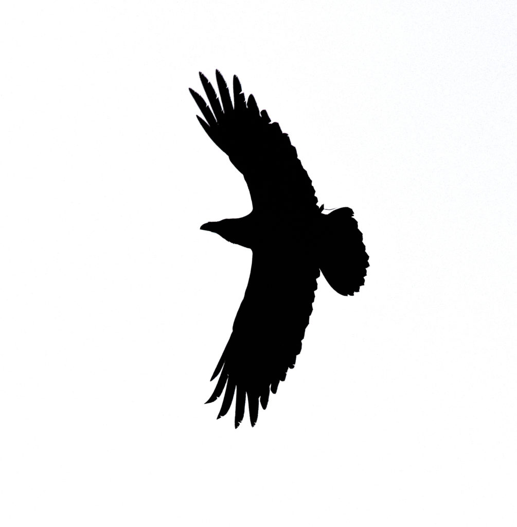 Valokuvaaja: Reijo Juurinen