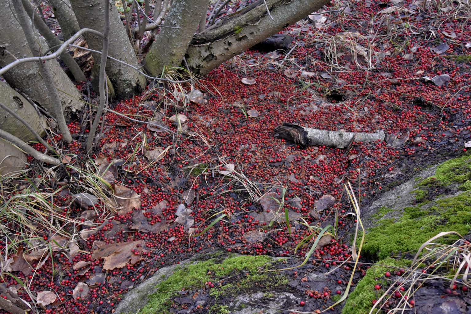 Valokuvaaja: Reijo Juurinen