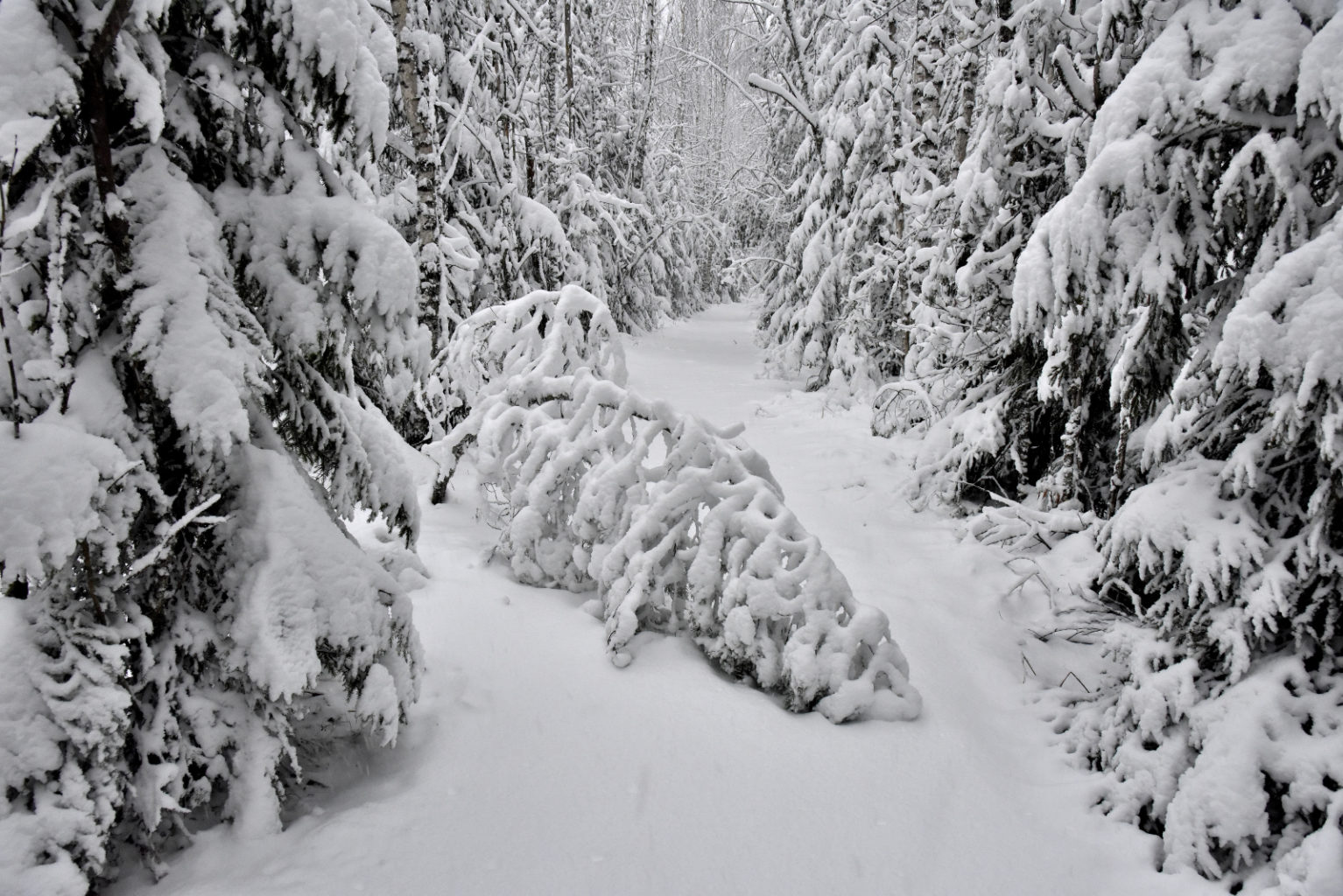 Valokuvaaja: Reijo Juurinen Valokuvaaja: Reijo Juurinen