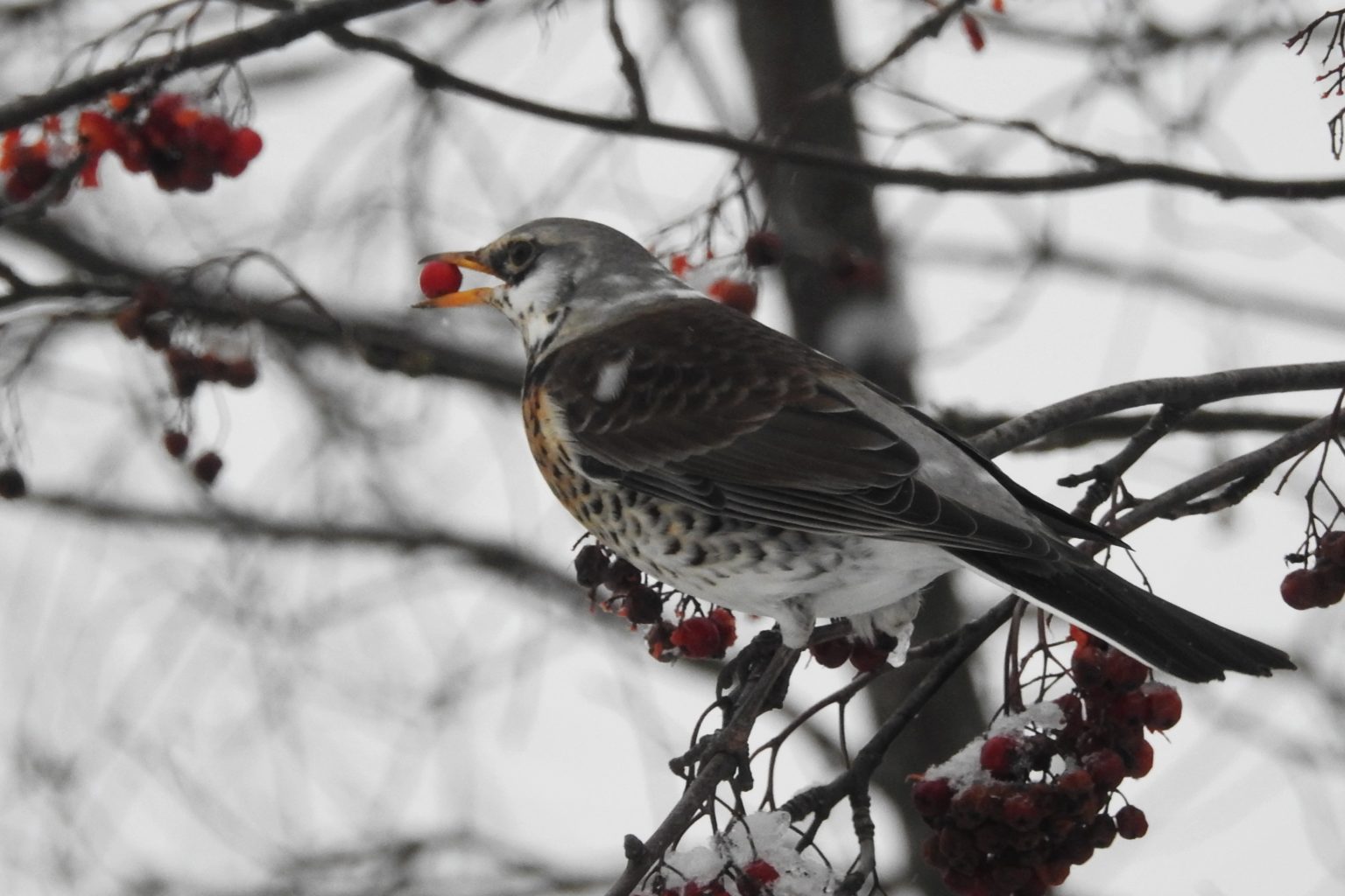Valokuvaaja: Maarit Siitonen