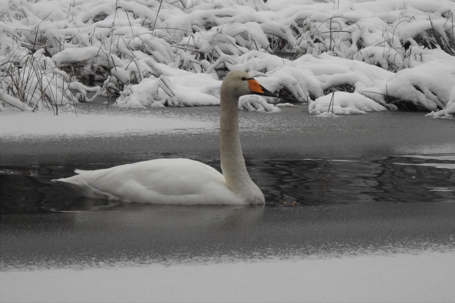 Valokuvaaja: Maarit Siitonen