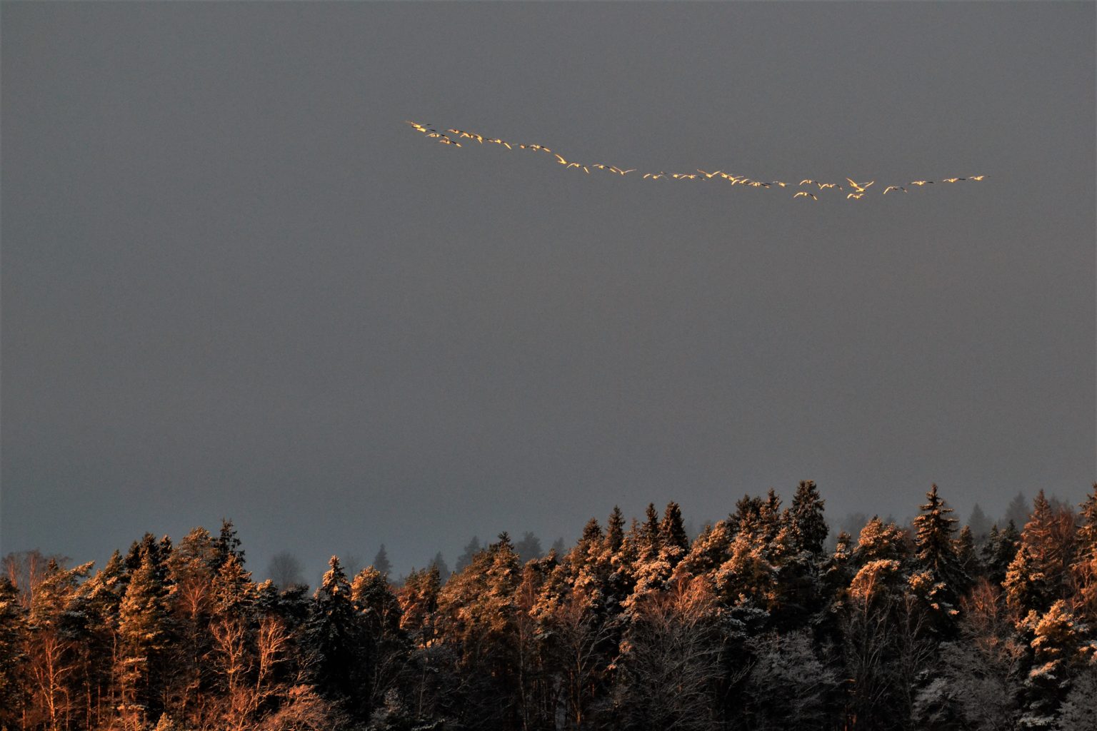 Valokuvaaja: satu välimaa