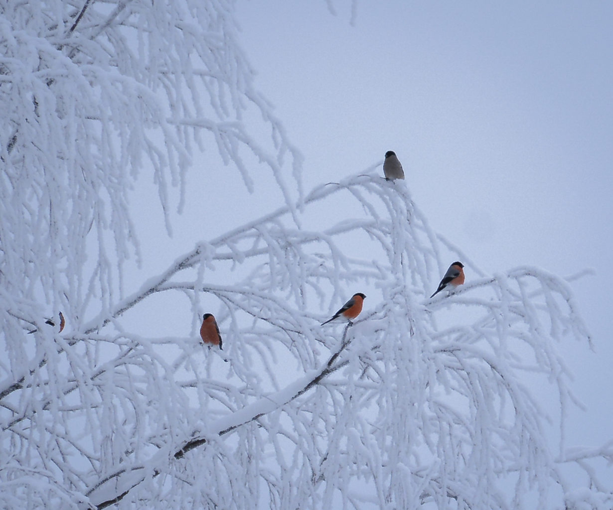 Valokuvaaja: Maija Savolainen