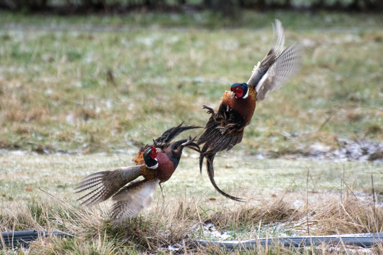 Valokuvaaja: Paavo Siukonen